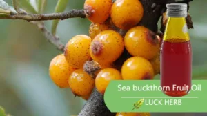 sea buckthorn fruit oil