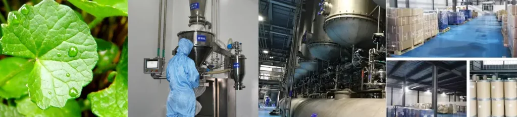 gotu kola extract factory