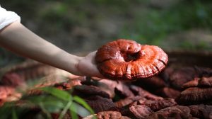 luckherb lingzhi spore powder