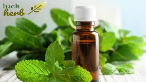 LuckHerb peppermint oil
