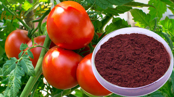 Wholesale Tomato Extract Lycopene Powder/Softgel - LuckHerb