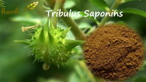 tribulus extract powder