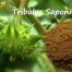 tribulus extract powder