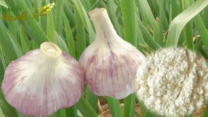 luckherb garlic extract allicin powder