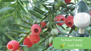 luckherb paclitaxel powder