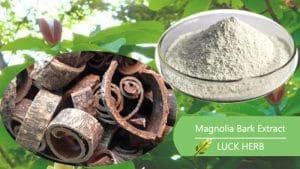 luckherb magnolia bark extract
