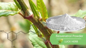 Luckherb resveratrol extract