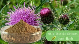Milk Thistle Extract
