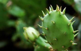 luckherb cactus