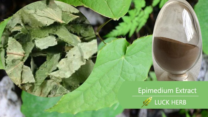 Top Quality Epimedium Extract Epimedium Extract Icariin Epimedium Macun -  China Epimedium, Epimedium Extract