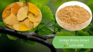 ginkgo biloba extract
