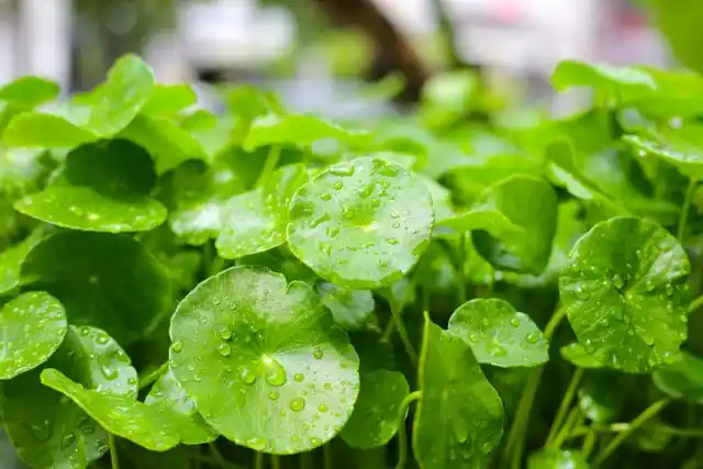 gotu kola plant
