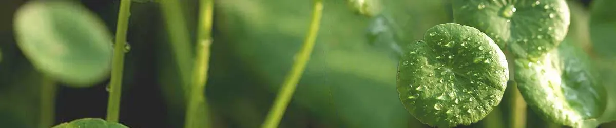 gotu-kola-banner2 gotu kola banner