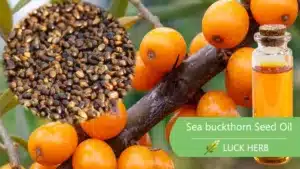 sea buckthorn seed oil extract