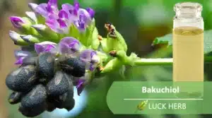 bakuchiol oil