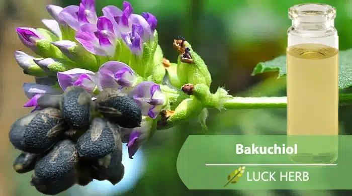 bakuchiol oil