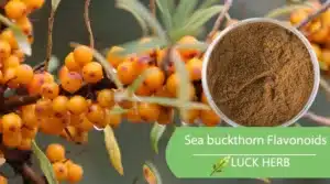 seabuckthorn total flavonoids