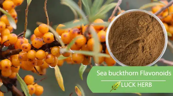 seabuckthorn total flavonoids