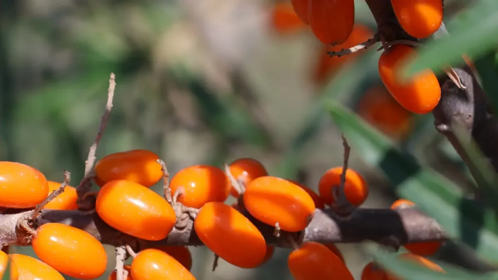 seabuckthorn banner
